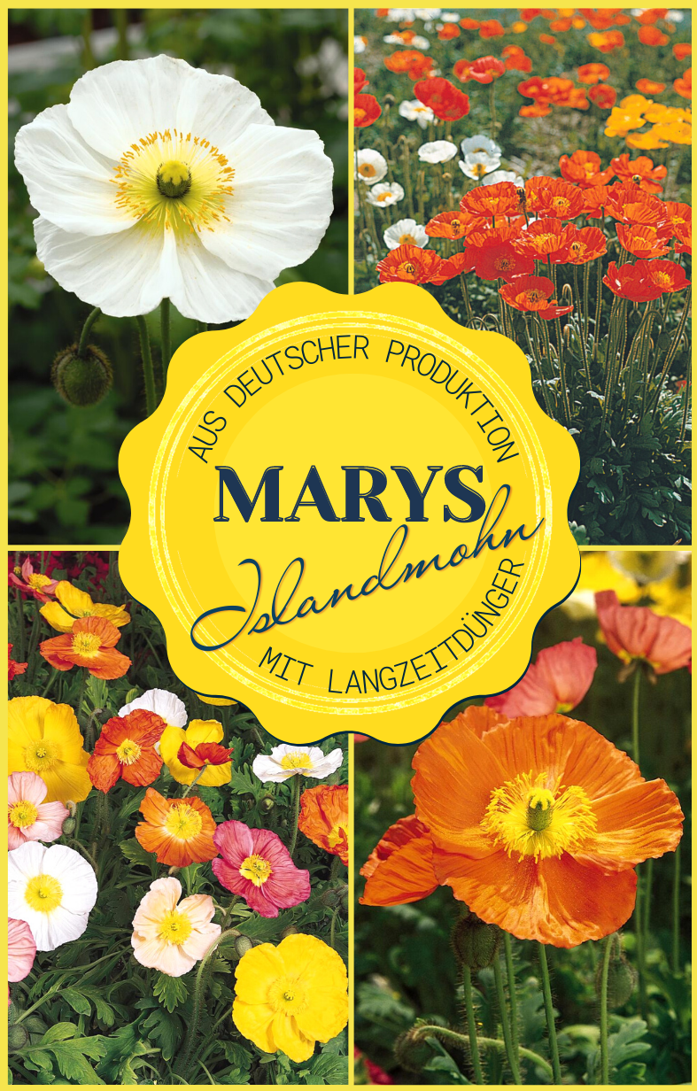 Marys Islandmohn